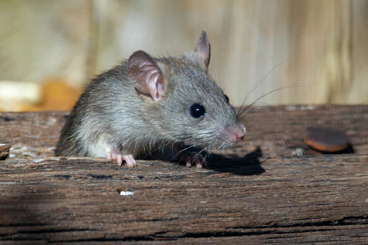 Rat sur une poutre en bois